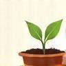 Planta crescendo em um vaso representando crescimento